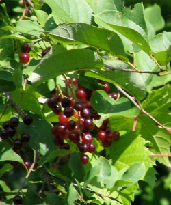 berries