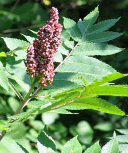 sumac