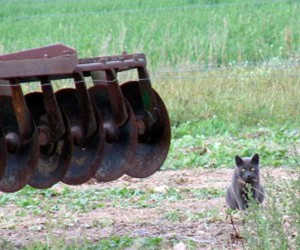 cat in field