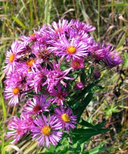 flowers and bees