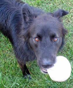 dog playing with ball