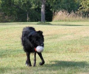 dog playing with ball