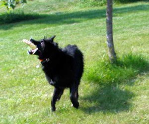 dog with corn