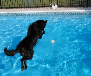 dog jumping into pool