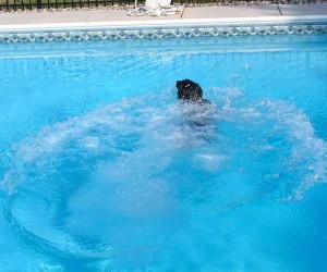 dog in pool