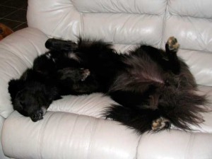 dog sleeping on couch