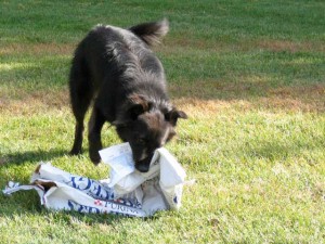 dog running