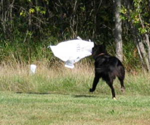 dog running