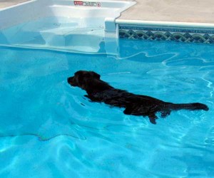 dog swimming