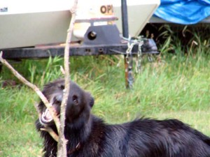 dog playing with stick