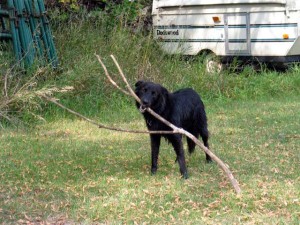 dog playing with stick