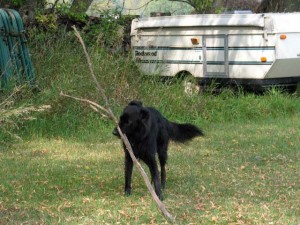 dog playing with stick