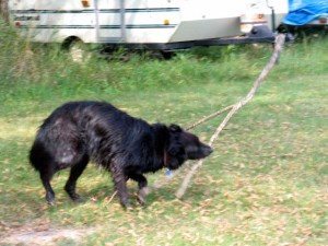 dog playing with stick