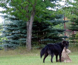 dog playing