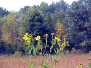 leaves changing color