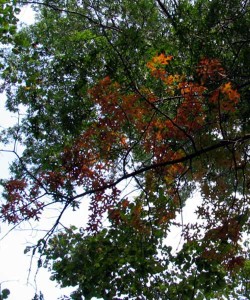 leaves changing color