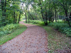 leaves on path
