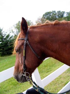 horse in bridle