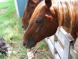 horses