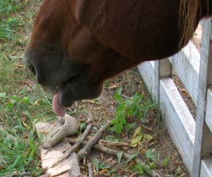 horse tongue