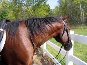 horse in bridle