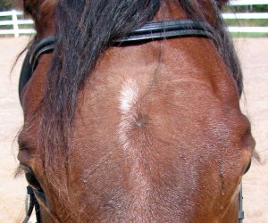 sweat on horse's brow