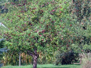 apple tree