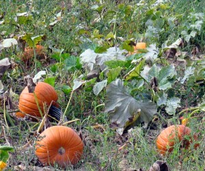 pumpkins