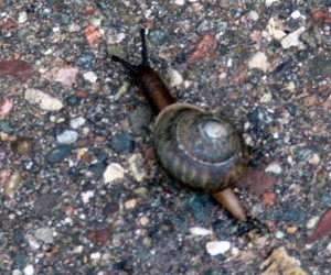 snail