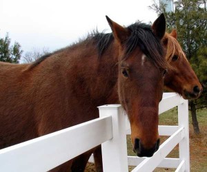 horses and white fence