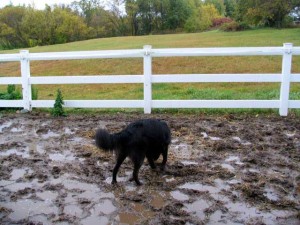 dog in puddle