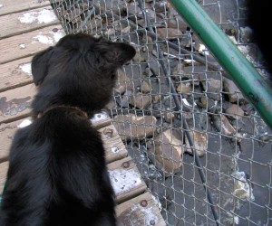 dog on bridge over river