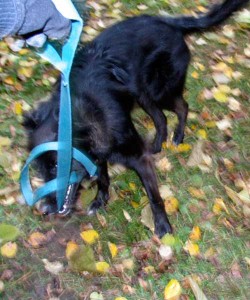 dog playing tug a war