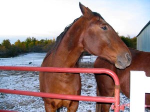 horses in first snow