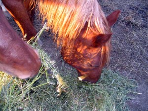 horses eating hay