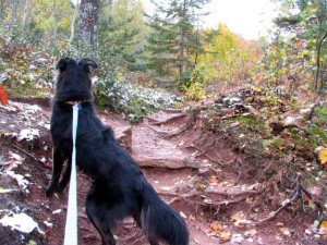 path through woods