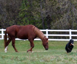 horse and dog