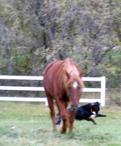 horse and dog