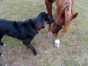 horse and dog