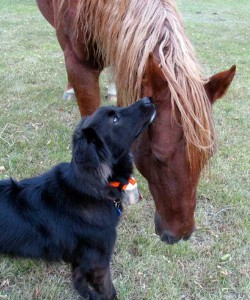 horse and dog