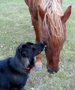 horse and dog