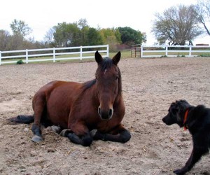 horse and dog