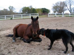 horse and dog