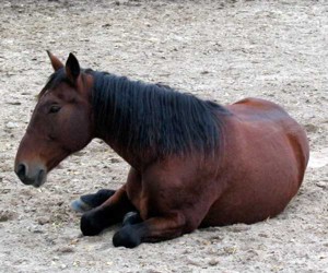 horse laying down