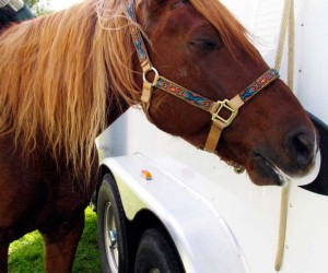 horse eating apple