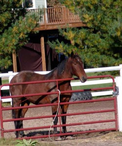 horse at gate