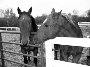 horses at gate