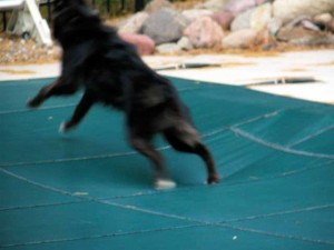 dog on pool cover