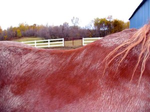 muddy horse