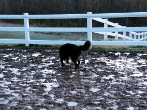 dog in mud